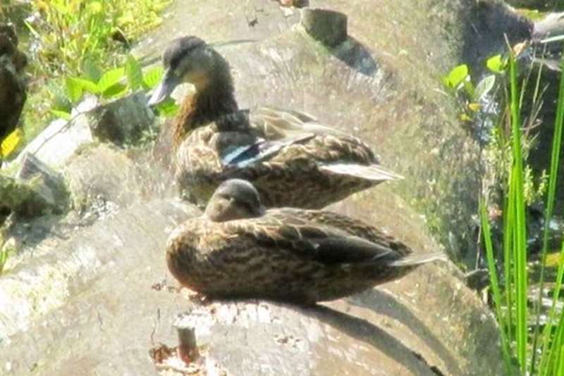 Ducks on a log.
