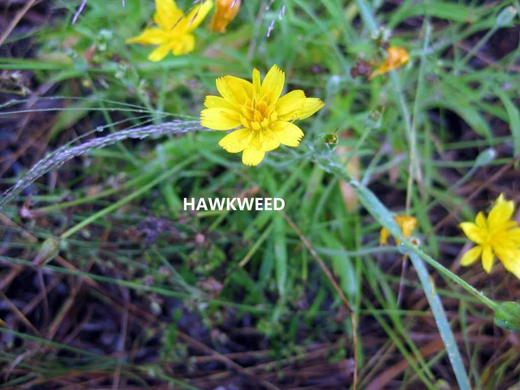 Hawkweed is often found on rock-faced mountains.