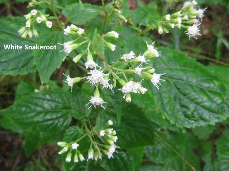 White Snakeroot is very common in the mountains in late summer.