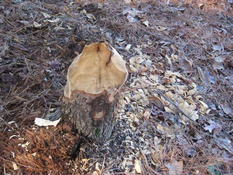 Beavers are very active near the lakeshore.