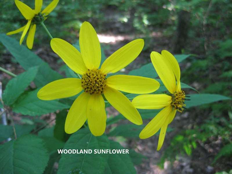 Woodland Sunflower.