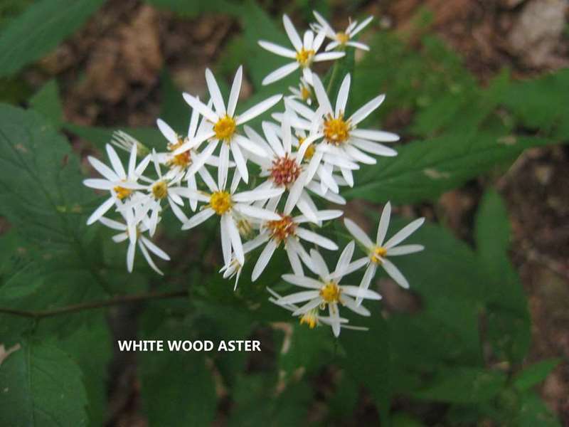 White Wood Aster.