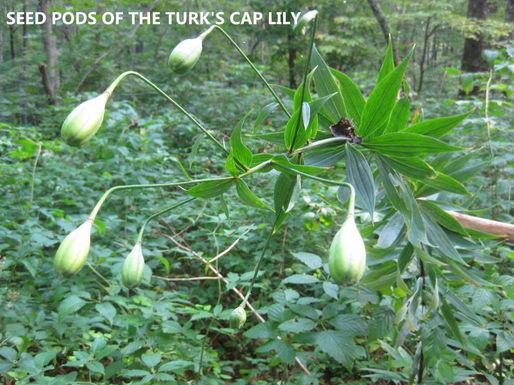 Seed pods of Turk's Cap Lily.