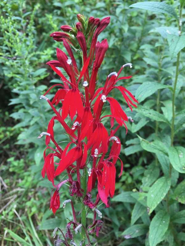 Beautiful Cardinal Flower (Lobelia cardinalis)