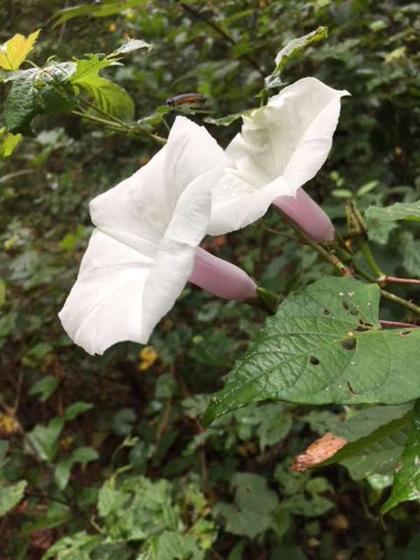 Wild Potato Vine