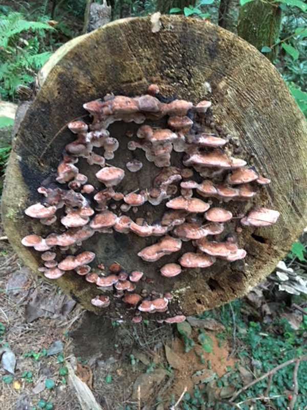 Fungus of the Week!
