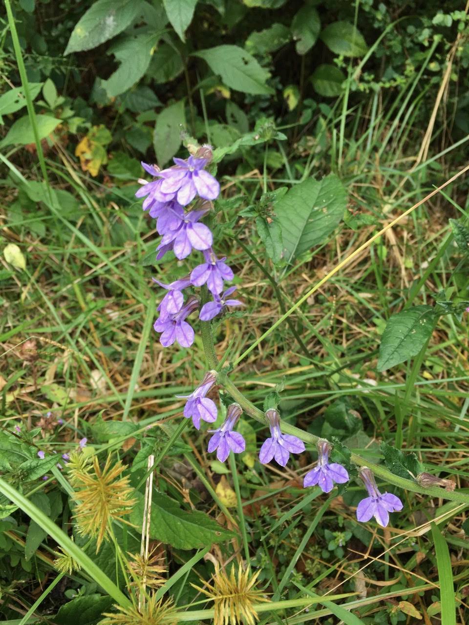 Blue Lobelia