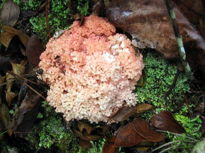 "Fungus of the Week"