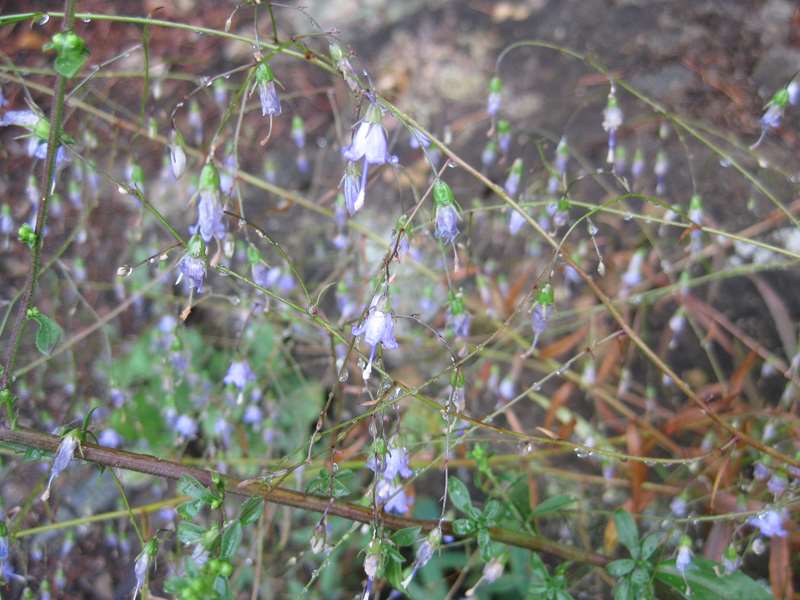 Southern Harebells