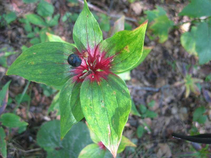 The fall color of Indian Cucumber Root!