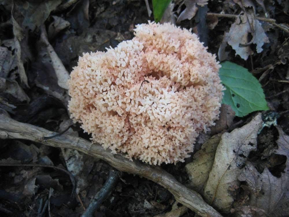"Mushroom of the Week"