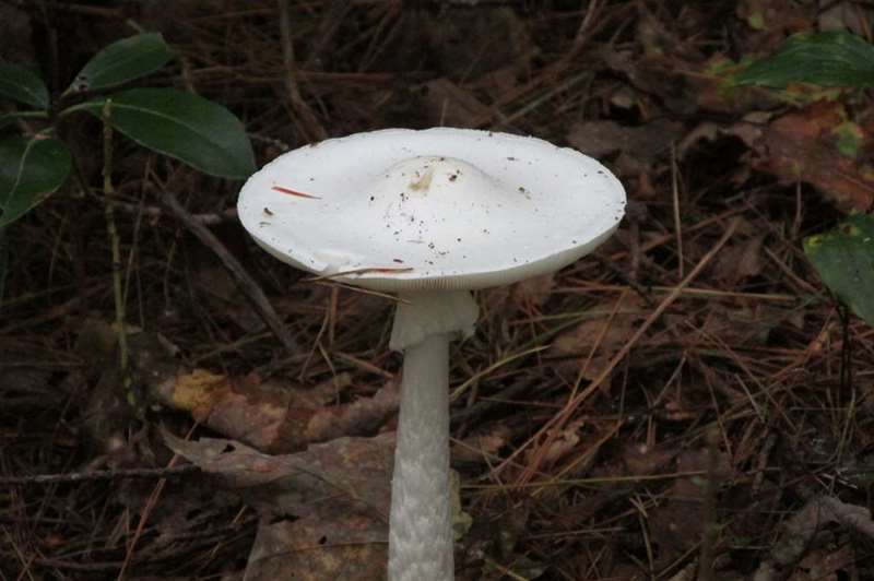 Mushroom of the week!