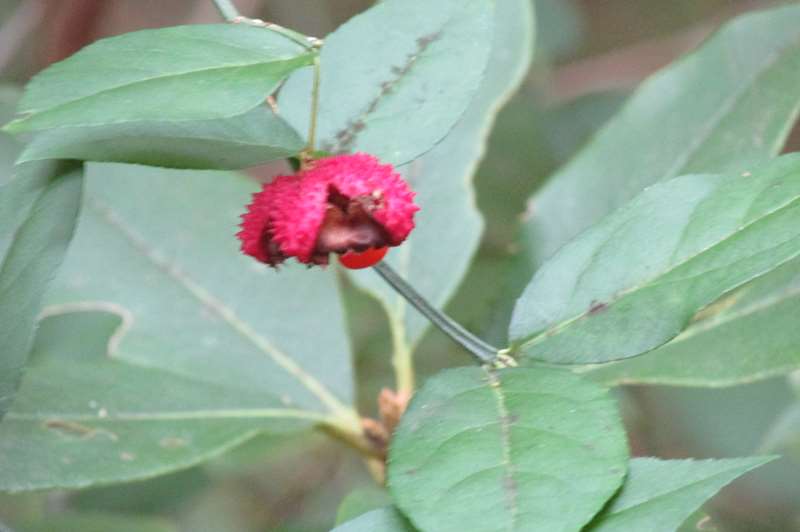 American Euonymus / Hearts-a-Burstin