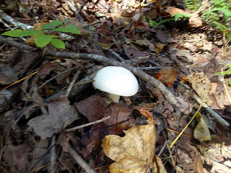 No wildflowers today but some nice mushrooms.