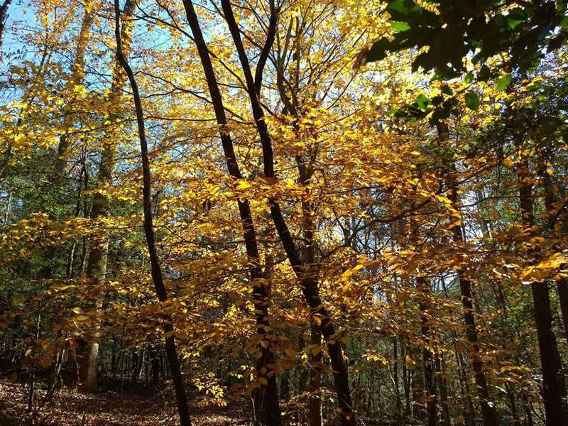 We still have some color in the woods!