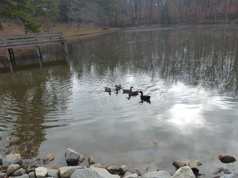 Fishing pond #2 with more ducks.