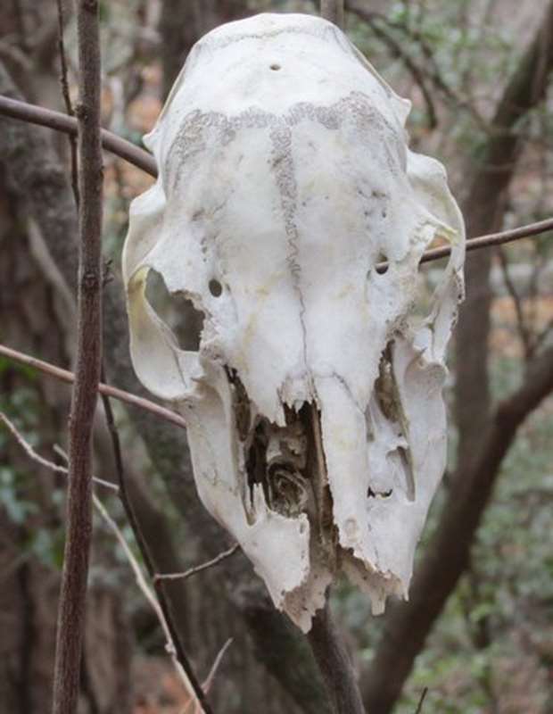 We knew we were in trouble when we see animal skulls hanging in the trees!