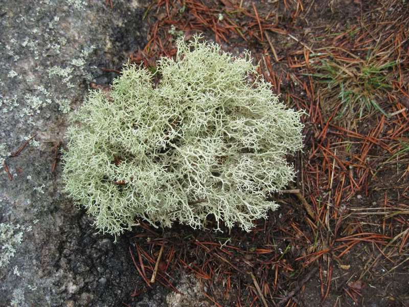 Reindeer Lichen