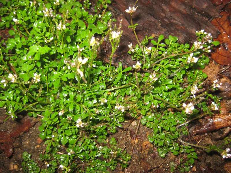 Wildflower season is almost here. Common Chickweed.