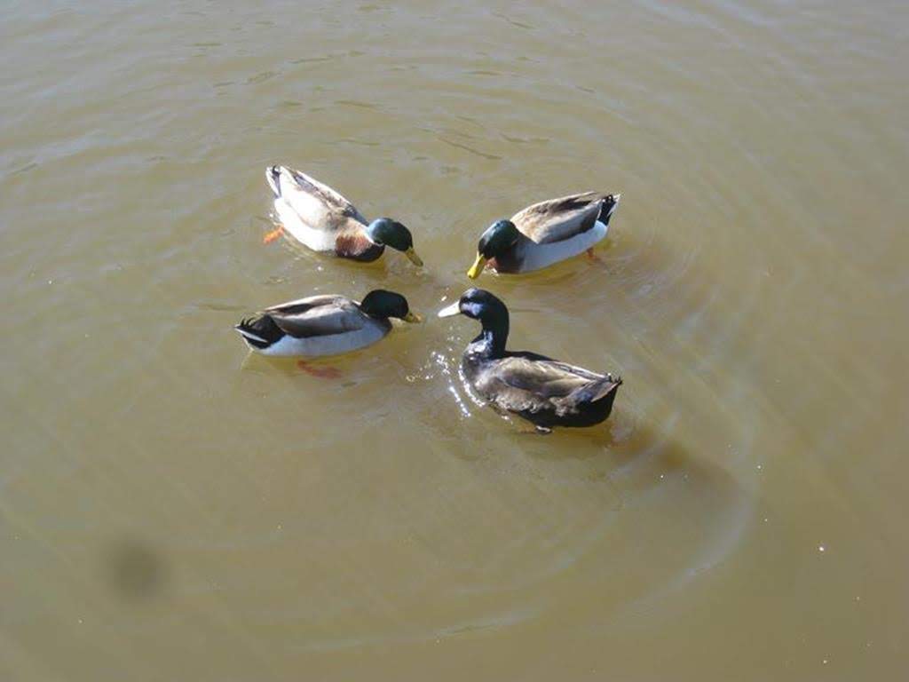 Mallard Ducks at the upper pond.