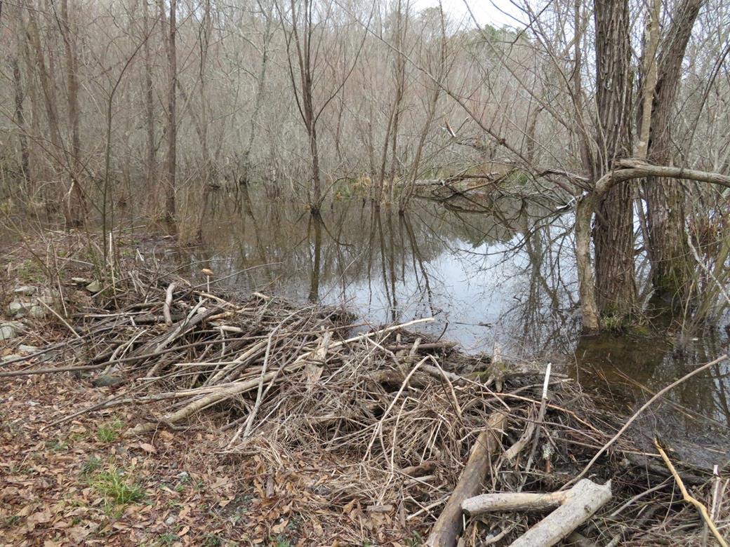 We are now on the trail that passes alongside the wetland area.