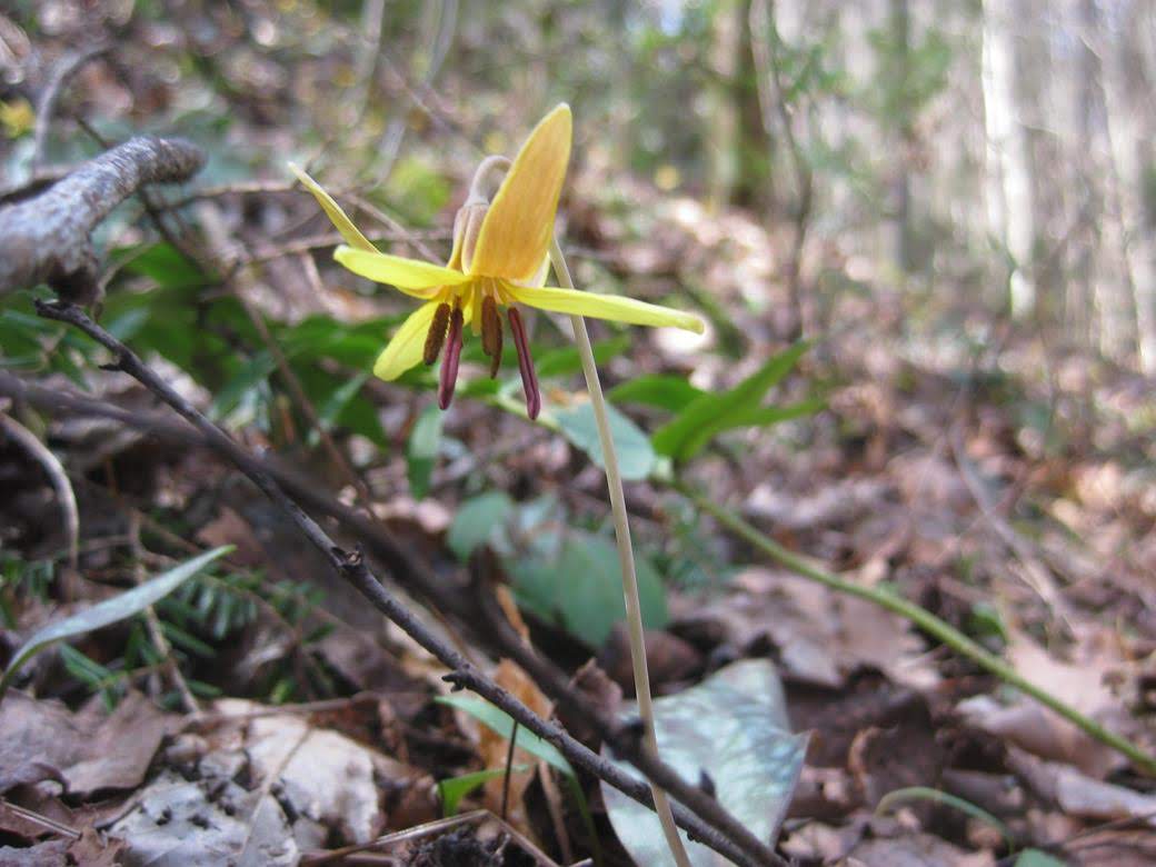 We saw hundreds of Trout Lilies blooming.