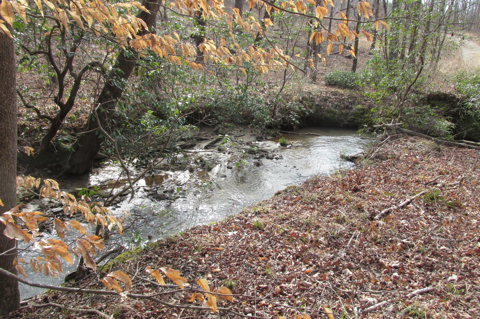 Frady Branch