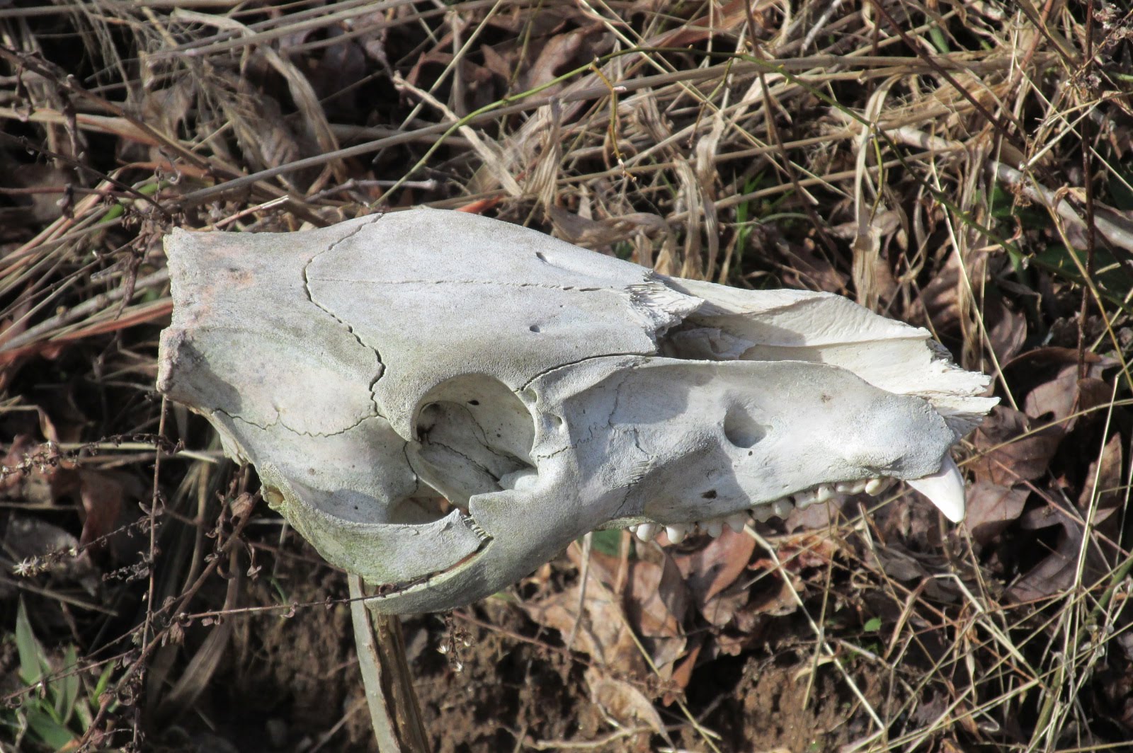 Name that skull!