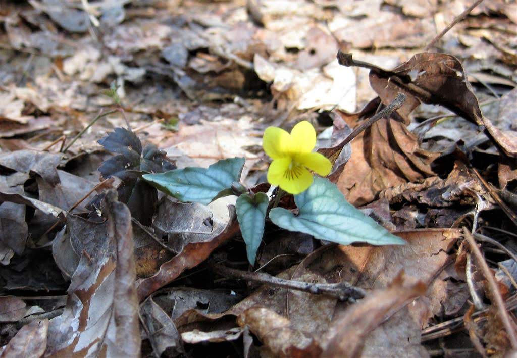 Signs of Springtime - Halberd-Leaf Yellow Violet.