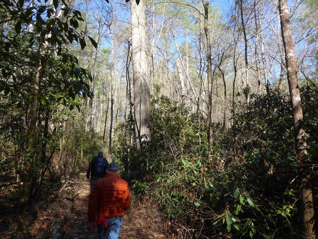Nice trail through a mixed Pine - Hardwood Forest.