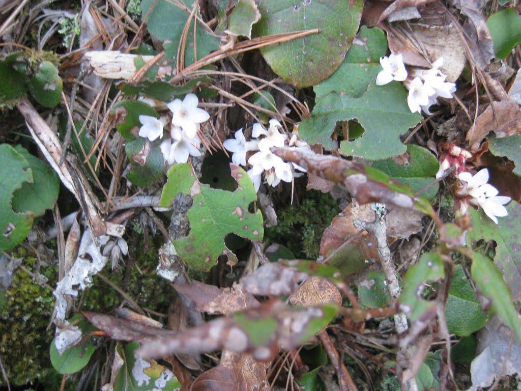 The most abundant wildflower of the day - Trailing Arbutus