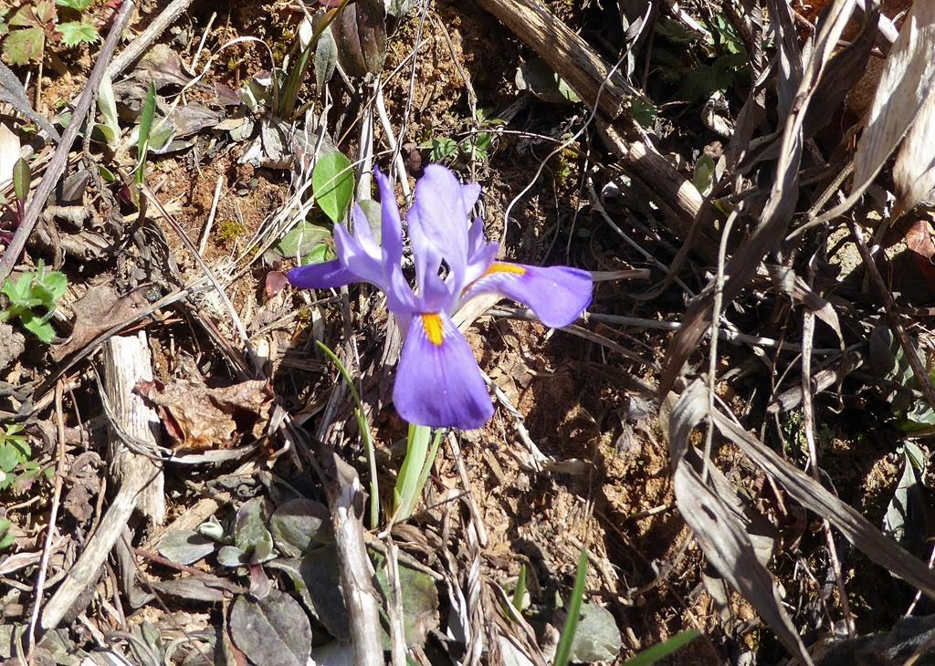 Dwarf Iris Verna