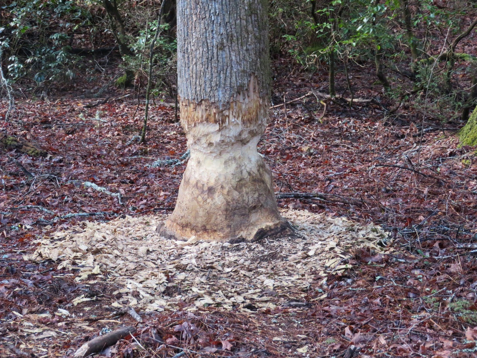 A very ambitious beaver is working on this large Poplar!