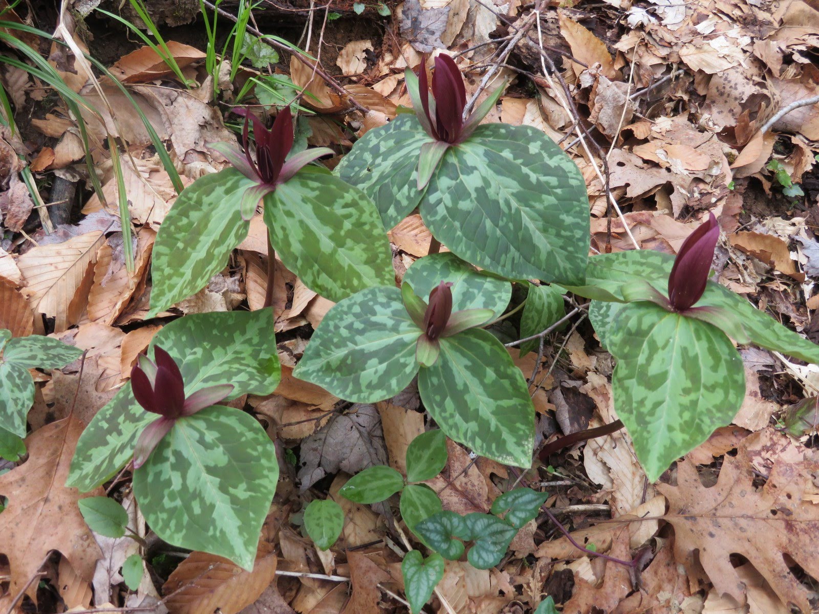It was a great day for wildflowers! Especially on the upper trail.