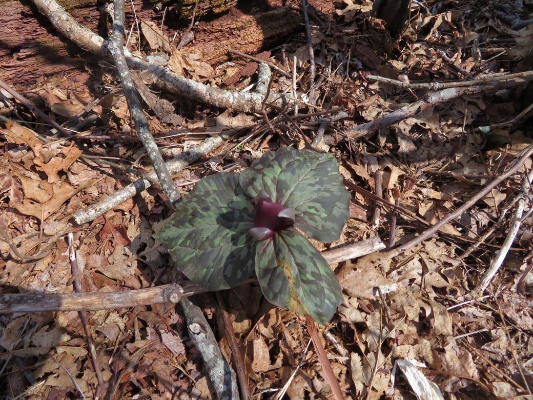 Red Toadshade Trillium