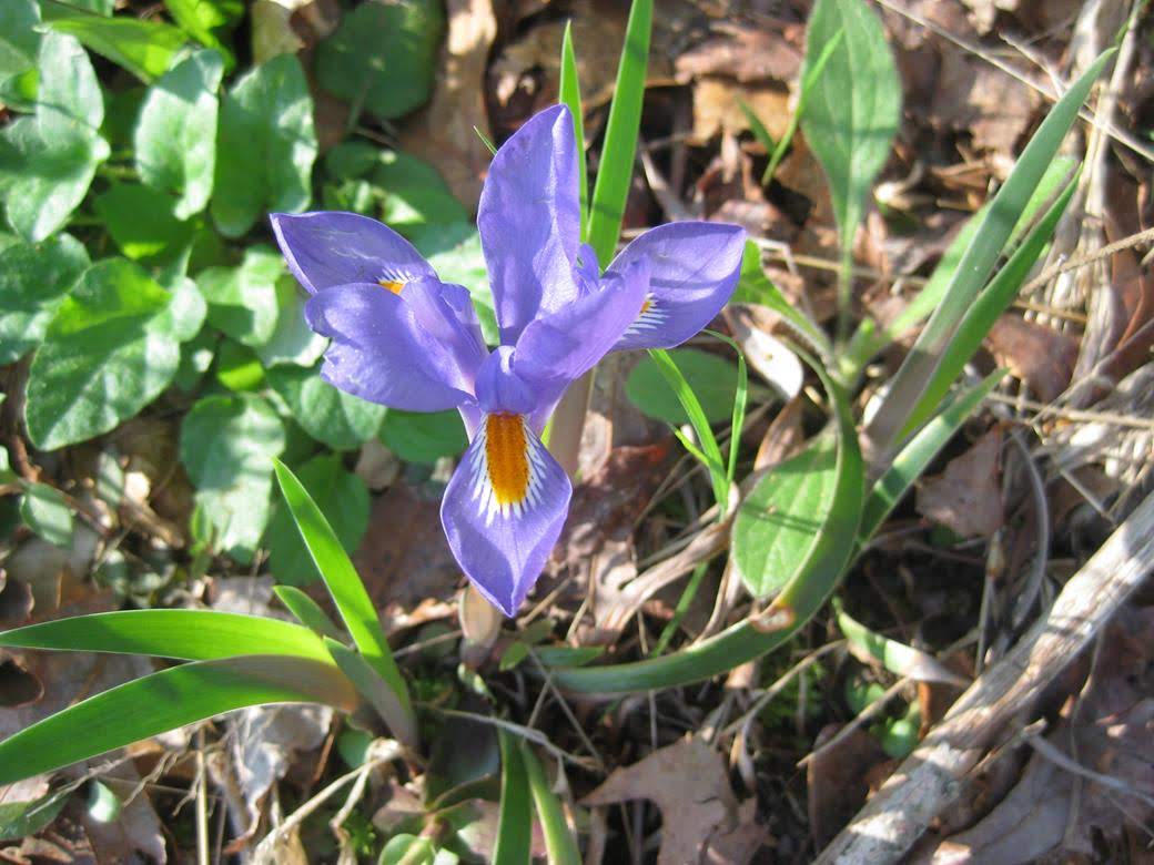 A great wildflower trail!