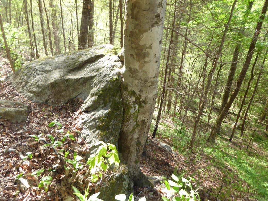 large tree hugging a boulder.