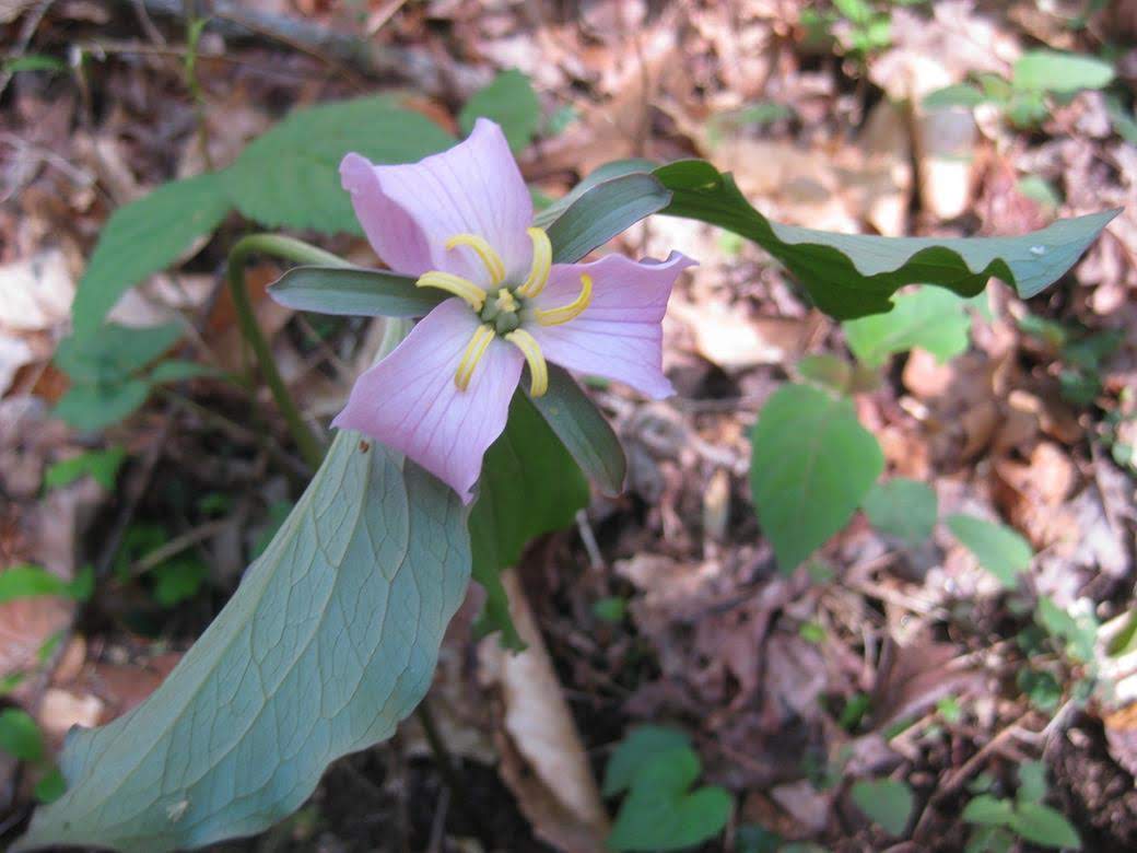 More wildflower beauty