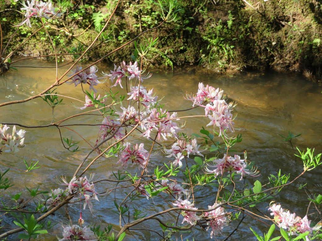 Native Azalea on the edge of Opossum Creek.