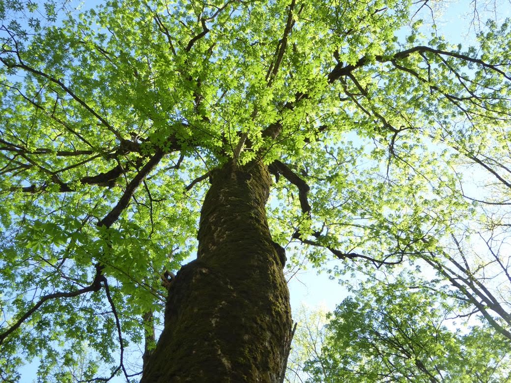 This huge Yellow Buckeye tree is one of the largest in the Eastern U.S.A.