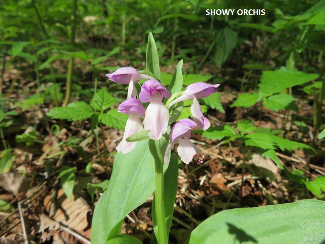 We saw quite a few of these! Many other wildflower photos at the bottom of the page.