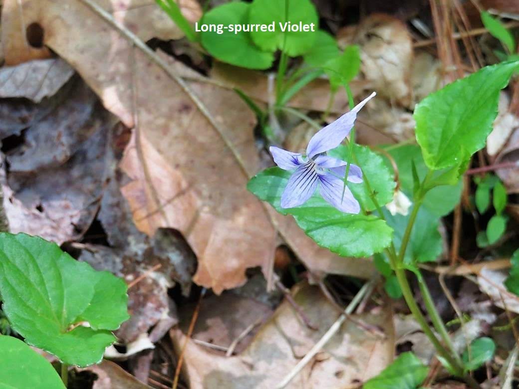 We rarely see Long-spurred Violets but they were plentiful near Wolf Creek.