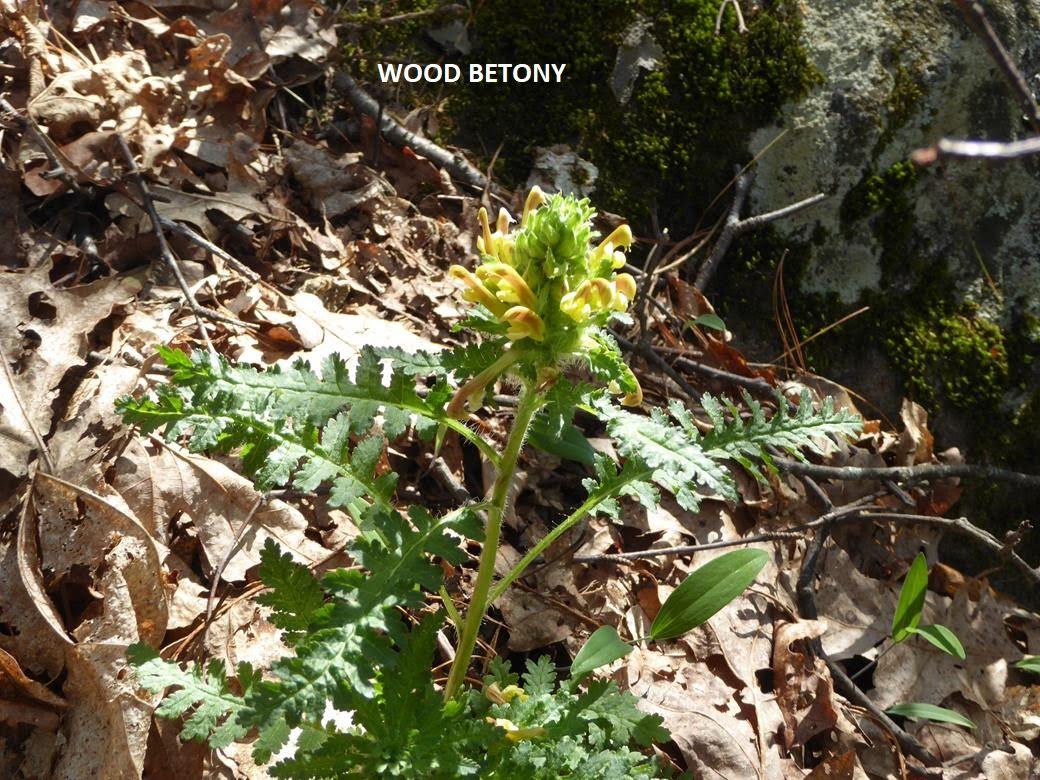 The first Wood Betony we have seen this Spring!