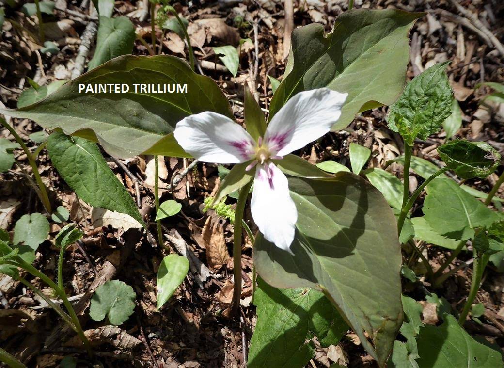 We found a Painted Trillium near the Blood Mt. Shelter.