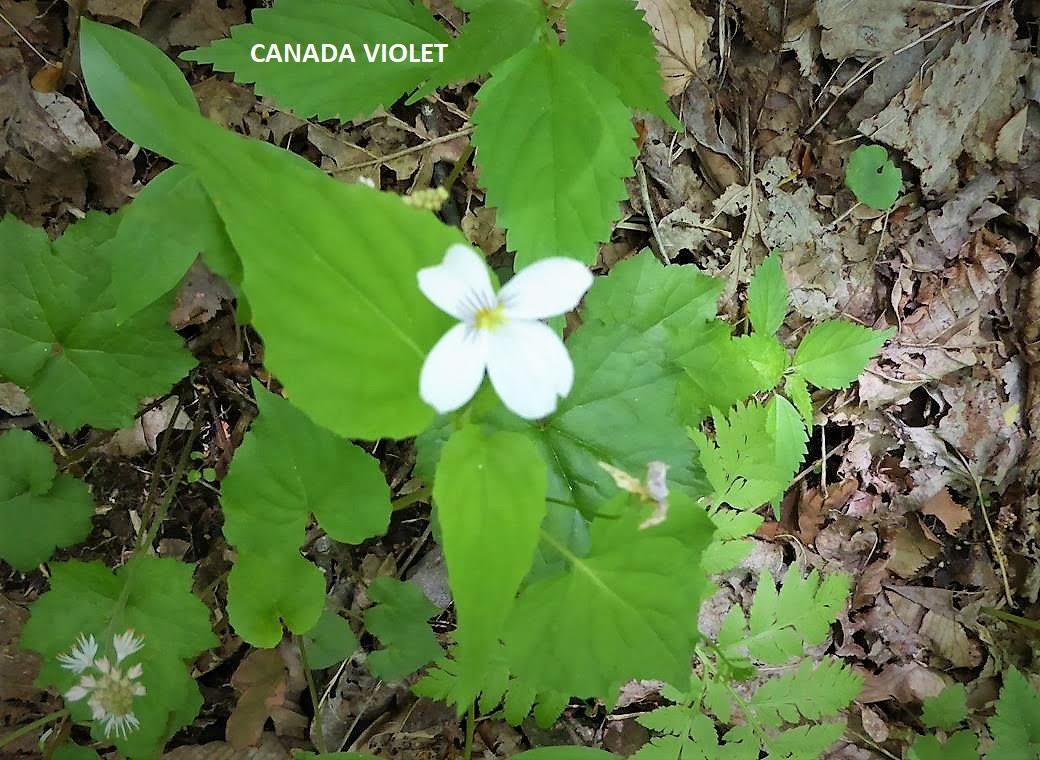 The first Canada Violets we have seen this Spring.
