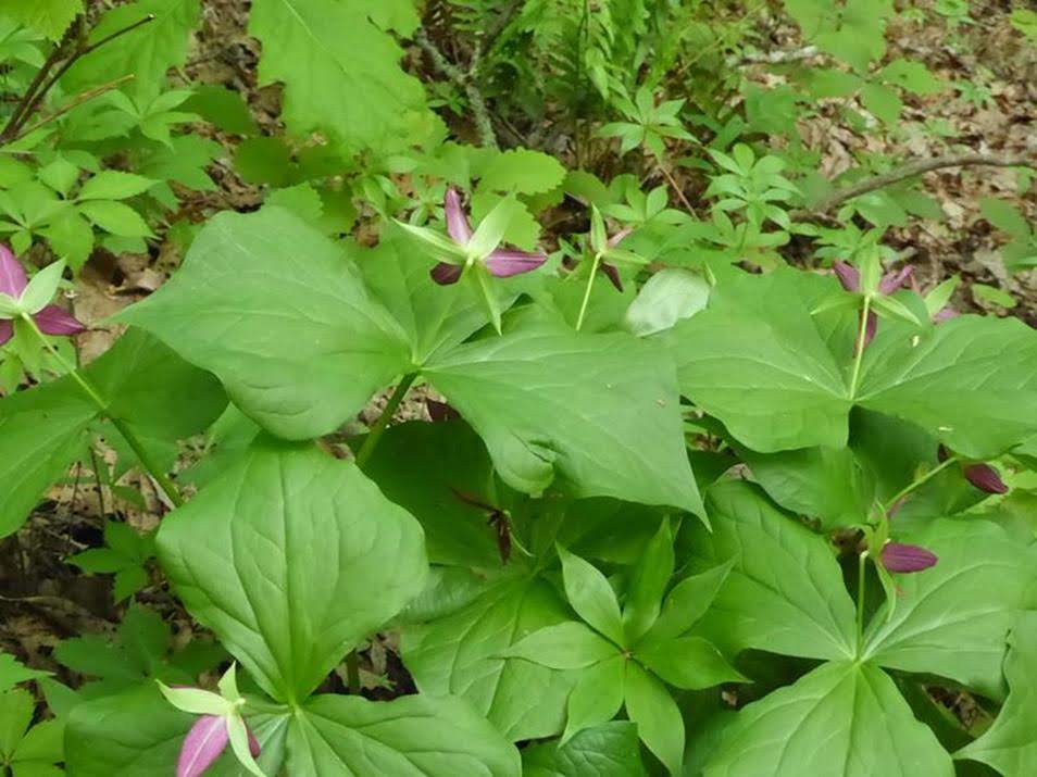 We found this group of Red Erect Trillium (Purple Wake-Robins).