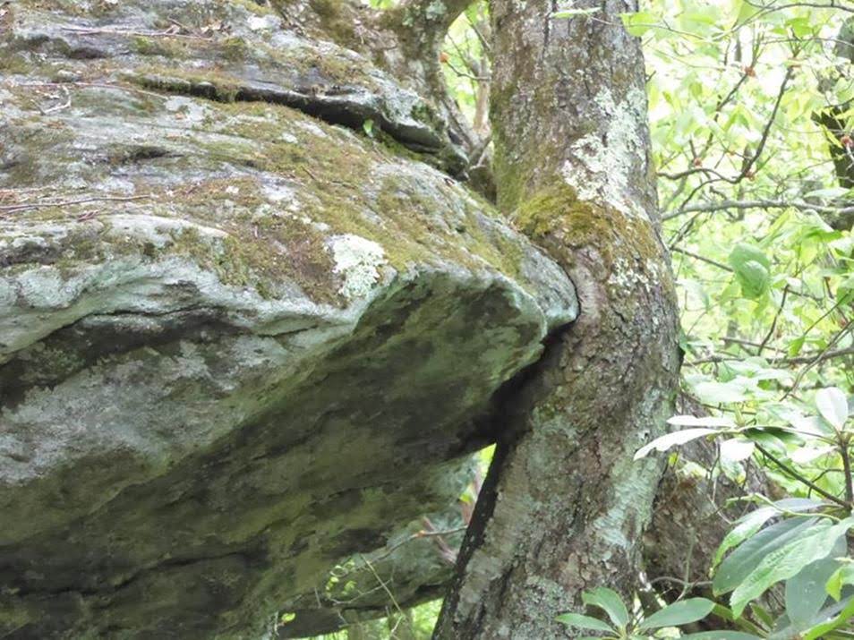 Another Nature's Marvel!