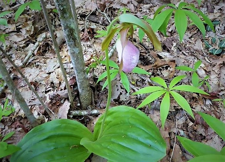 Always a treat to find Lady Slippers in bloom!