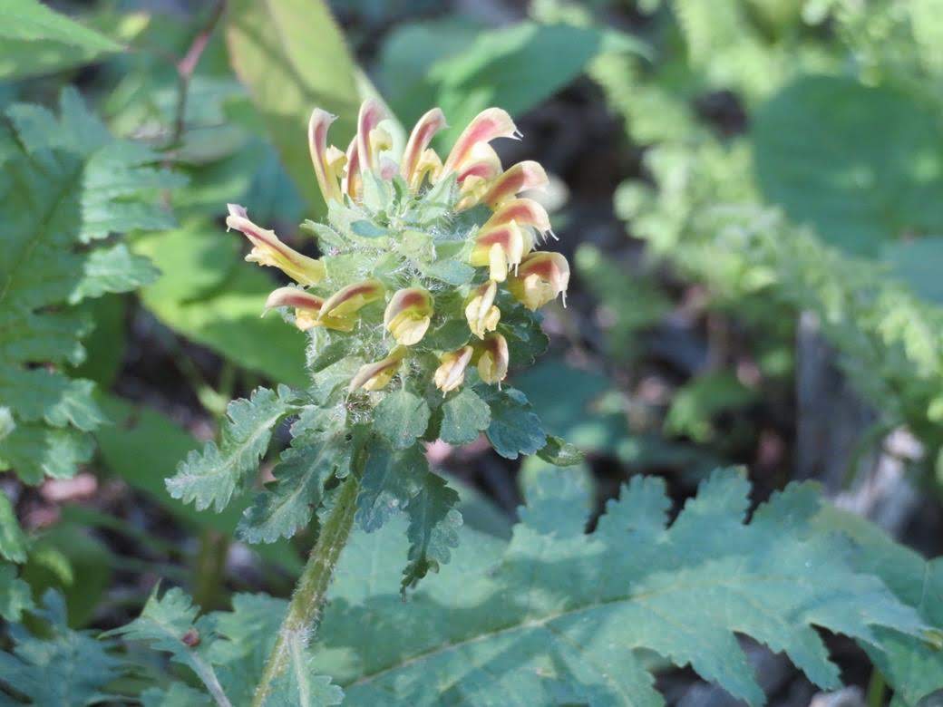 Wood Betony also called Canadian Lousewort