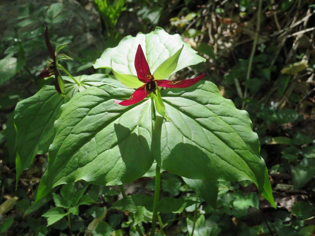 Red Erect Trillium